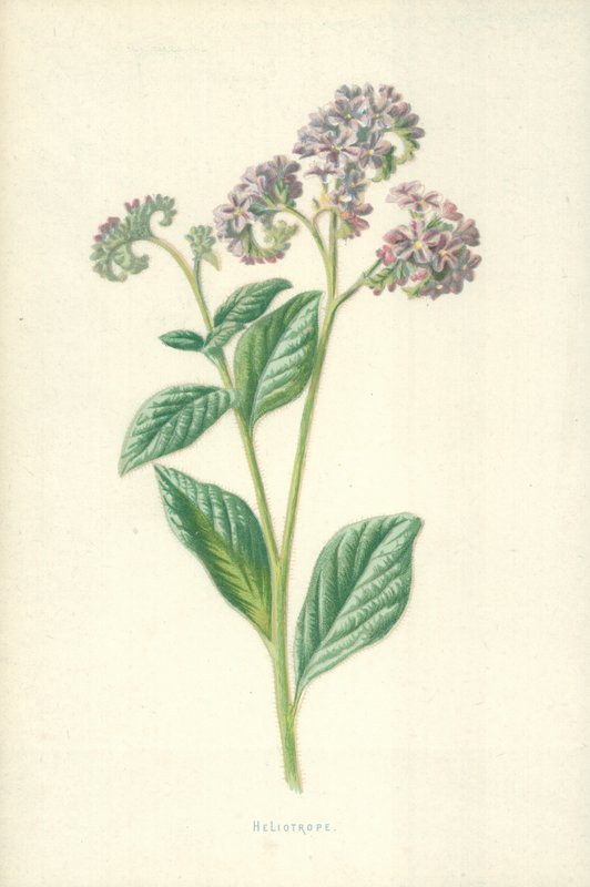 Heliotrop av Frederick Edward Hulme