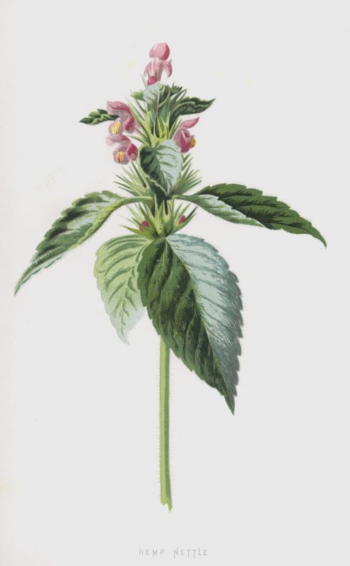 Hamp brennesle (chromolitho) av Frederick Edward Hulme