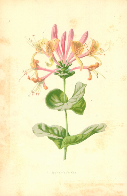 Kaprifolium av Frederick Edward Hulme