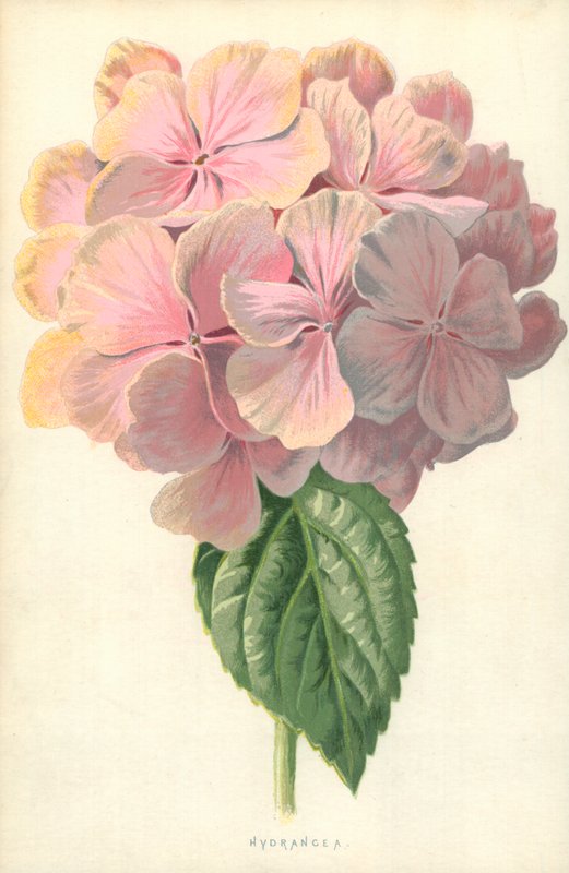 Hortensia av Frederick Edward Hulme