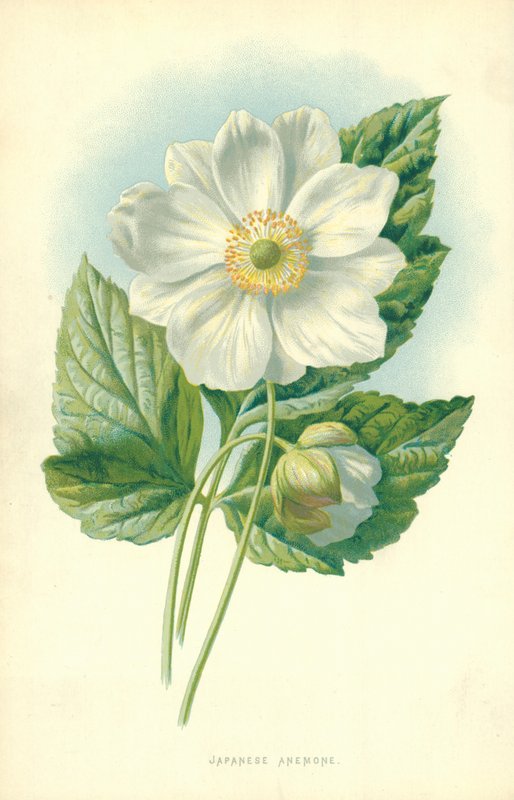 Japansk anemone av Frederick Edward Hulme