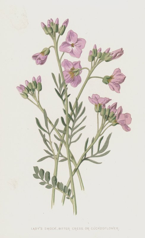 Ladys smock, bitter karse eller gjøkblomst (chromolitho) av Frederick Edward Hulme