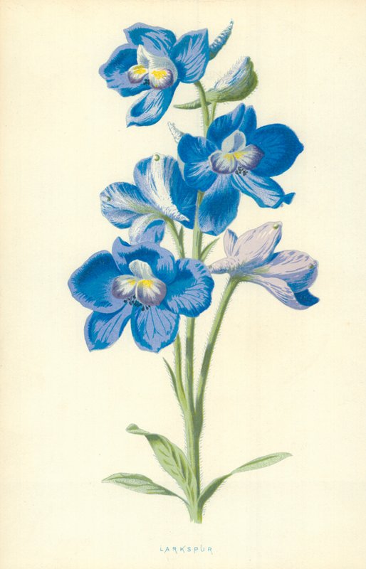 Larkspur av Frederick Edward Hulme