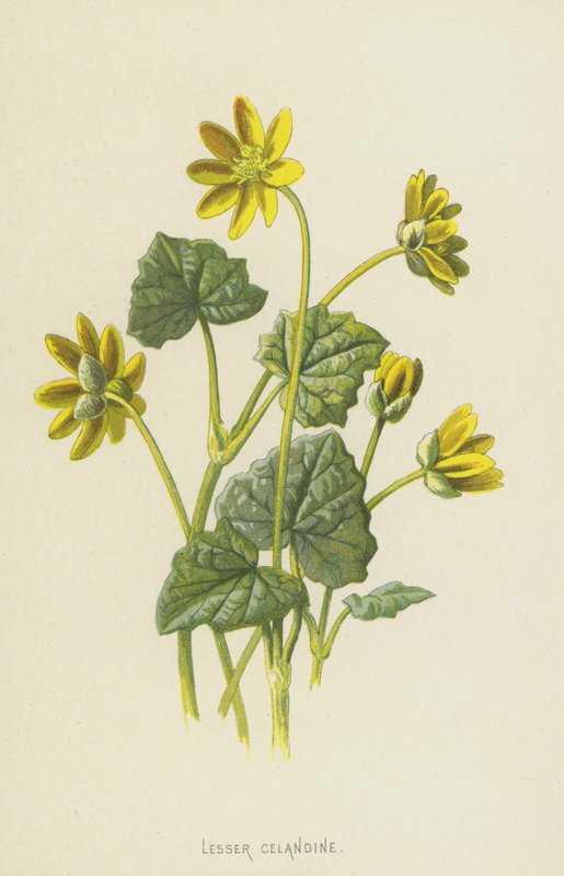 Lesser Celandine (chromolitho) av Frederick Edward Hulme