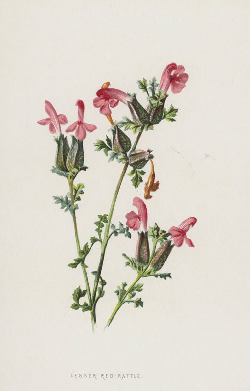 Mindre rød rangle (chromolitho) av Frederick Edward Hulme