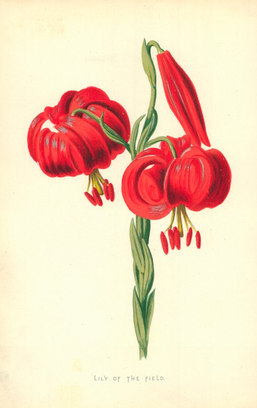 Lilje av marken av Frederick Edward Hulme