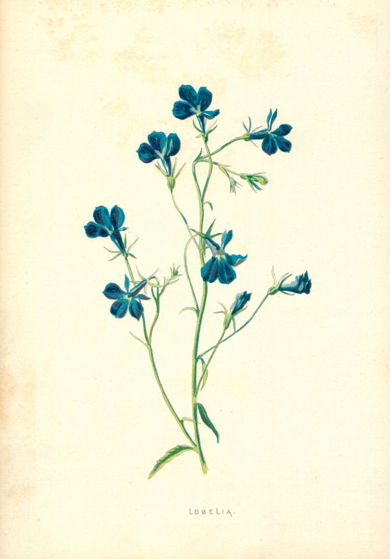 Lobelia av Frederick Edward Hulme