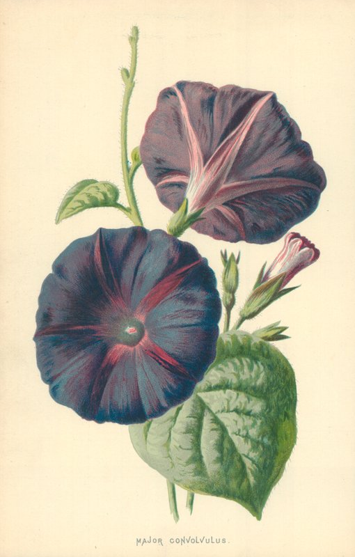 Major Convolvulus av Frederick Edward Hulme
