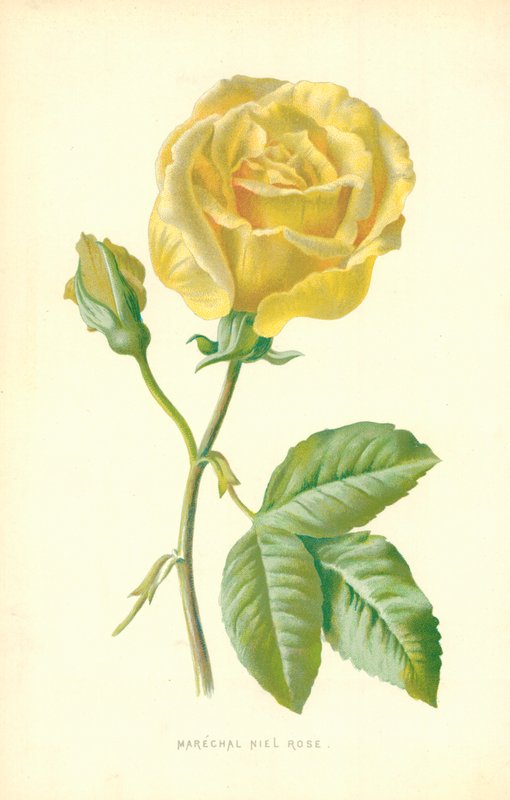 Marskalk Niel Rose av Frederick Edward Hulme