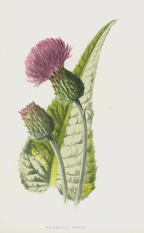Melankolsk tistel (chromolitho) av Frederick Edward Hulme