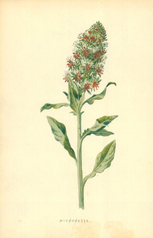 Mignonette av Frederick Edward Hulme