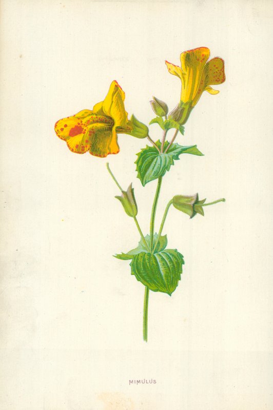 Mimulus av Frederick Edward Hulme