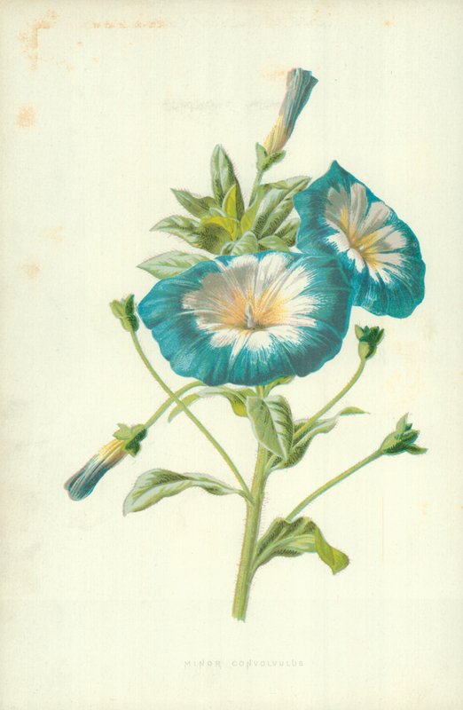 Minor Convolvulus av Frederick Edward Hulme