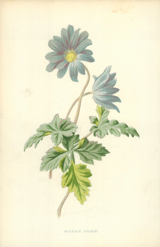 Fjellanemone av Frederick Edward Hulme