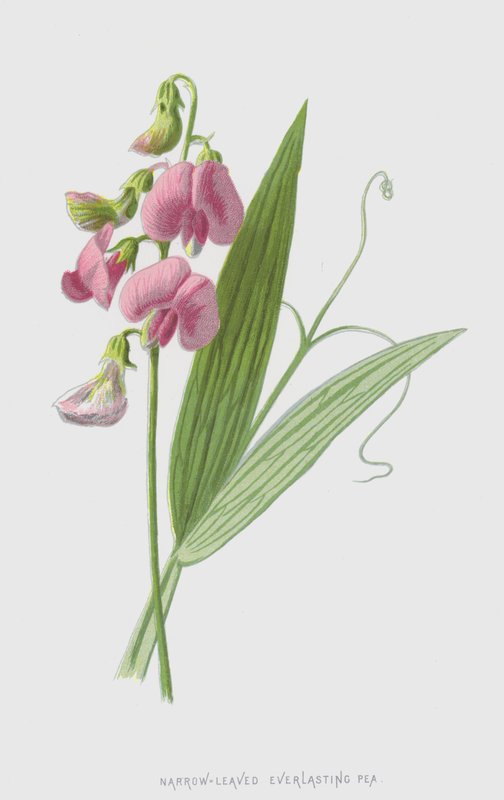Smalbladet evigvarende ert (chromolitho) av Frederick Edward Hulme