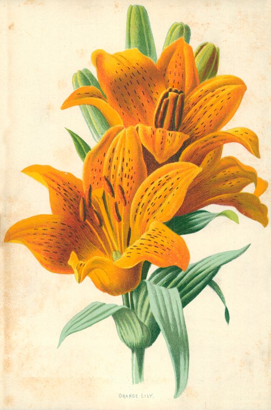 Oransje lilje av Frederick Edward Hulme
