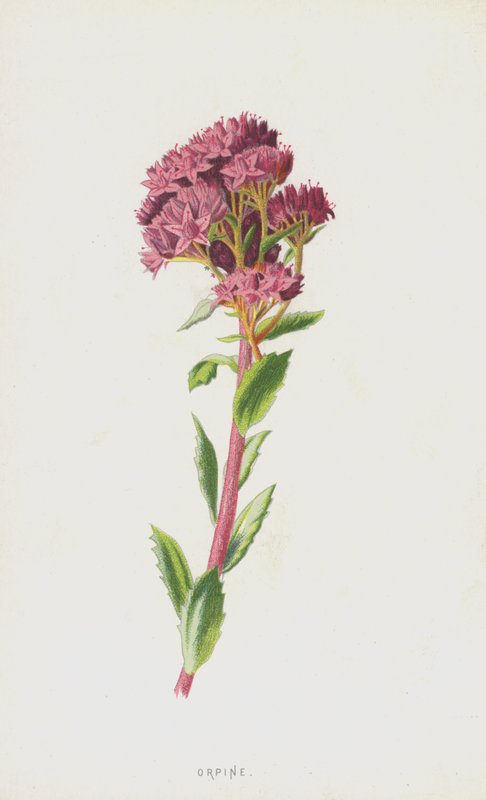 Orpine (chromolitho) av Frederick Edward Hulme