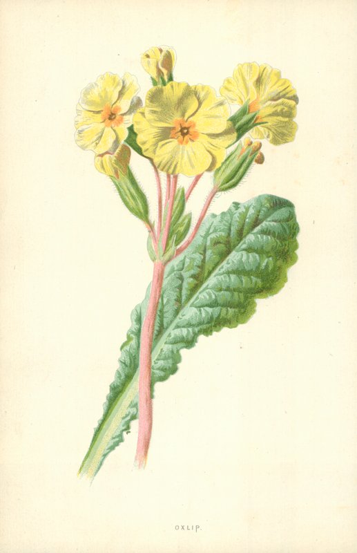 Oxlip av Frederick Edward Hulme