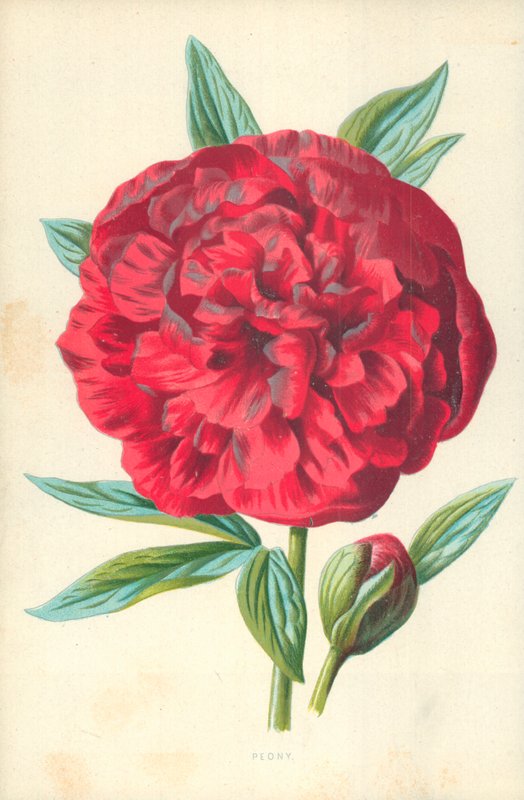 Peon av Frederick Edward Hulme