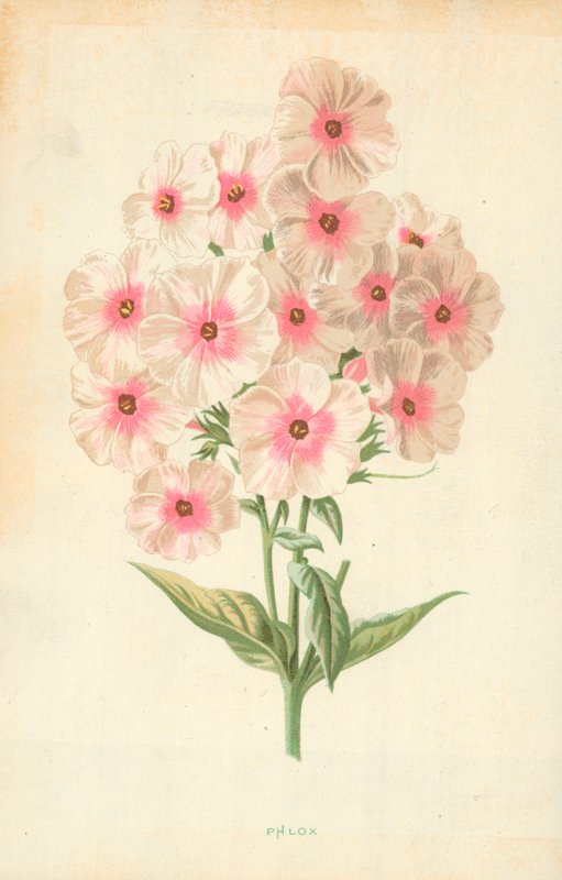 Phlox av Frederick Edward Hulme