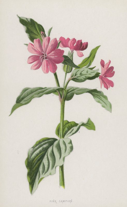 Rosa Campion (chromolitho) av Frederick Edward Hulme