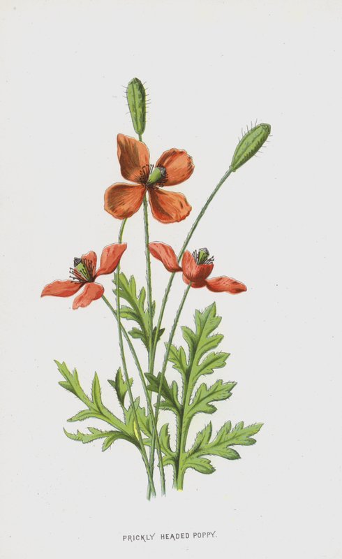 Stikkhodevalmue (chromolitho) av Frederick Edward Hulme