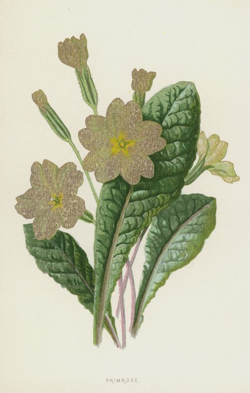 Primrose (chromolitho) av Frederick Edward Hulme