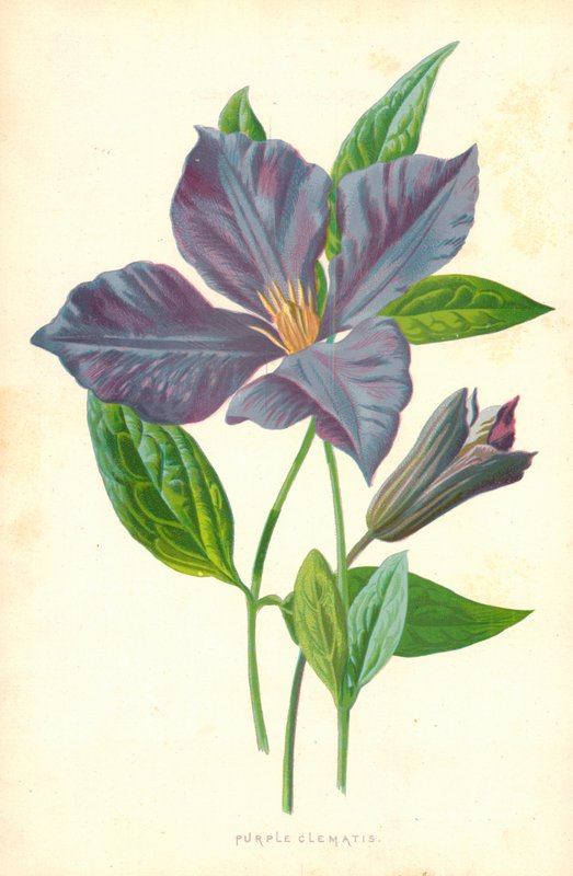 Lilla Clematis av Frederick Edward Hulme