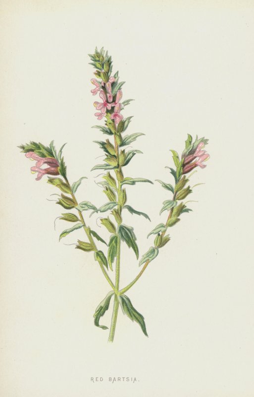 Rød Bartsia (chromolitho) av Frederick Edward Hulme