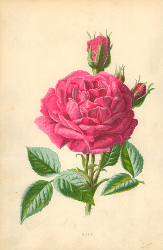 Rose av Frederick Edward Hulme