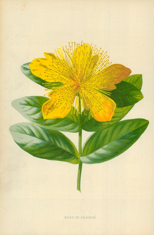 Rose av Sharon av Frederick Edward Hulme