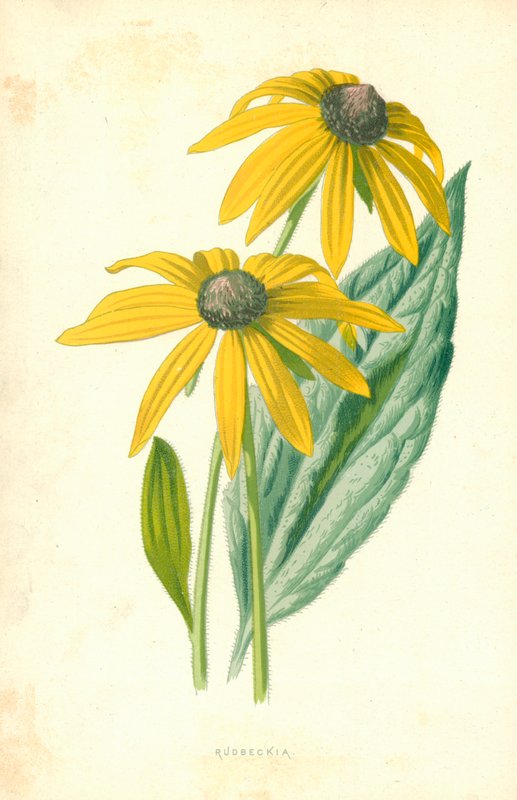 Rudbeckia av Frederick Edward Hulme