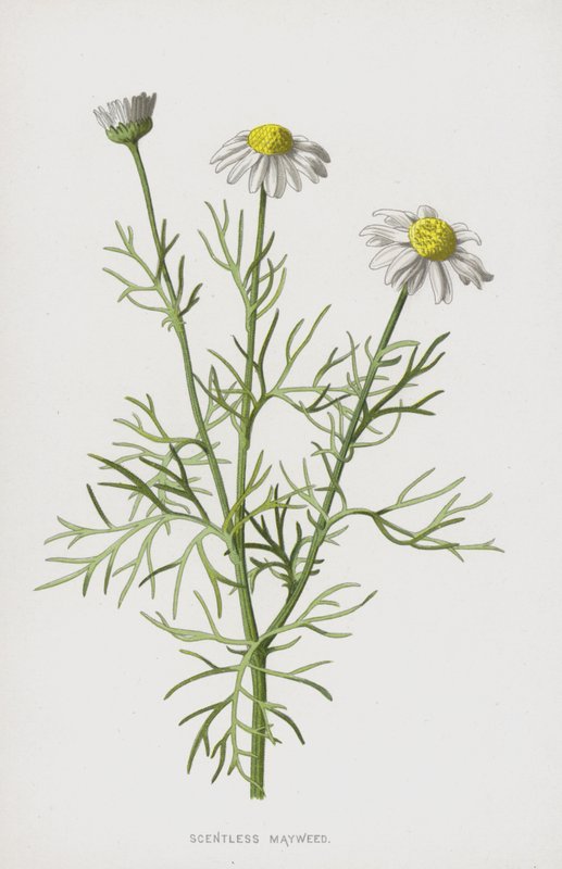 Luktfri Mayweed (chromolitho) av Frederick Edward Hulme