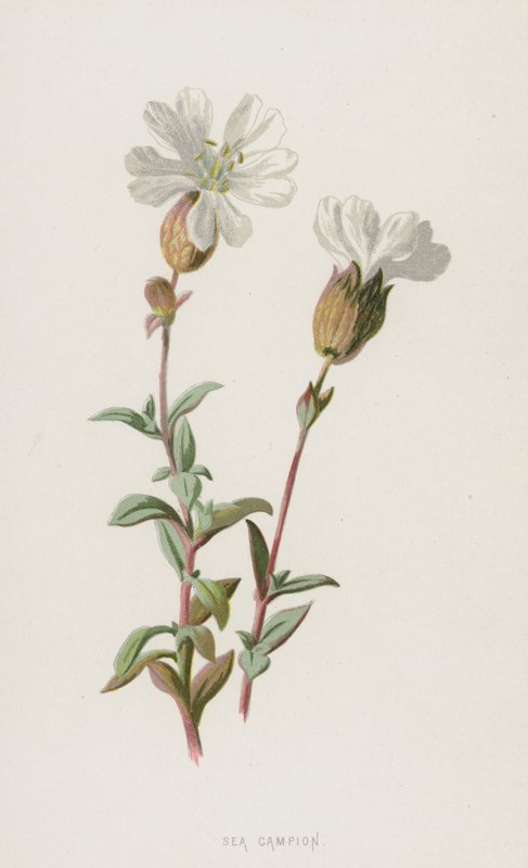 Sea Campion (chromolitho) av Frederick Edward Hulme