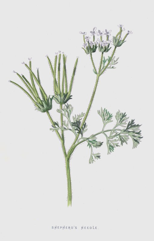 Shepherds Needle (chromolitho) av Frederick Edward Hulme