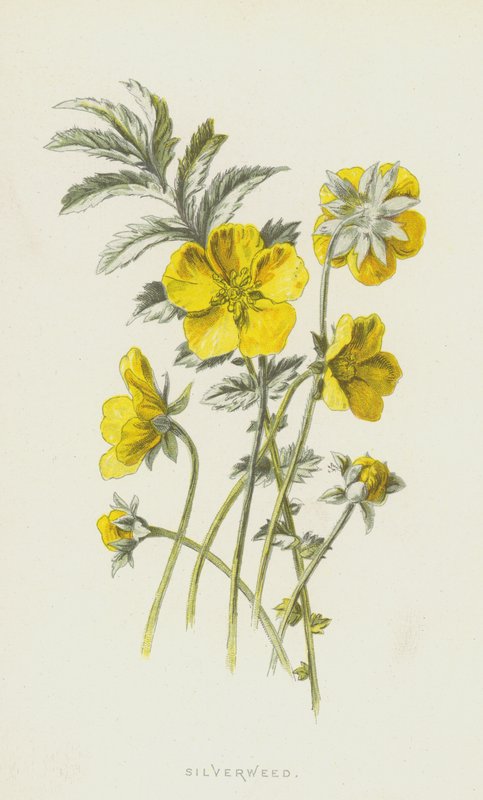 Silverweed (chromolitho) av Frederick Edward Hulme