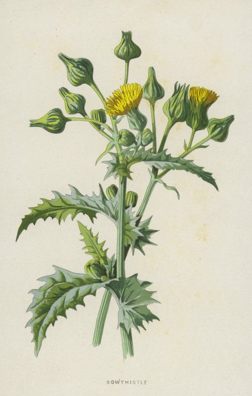 Sowthistle (chromolitho) av Frederick Edward Hulme