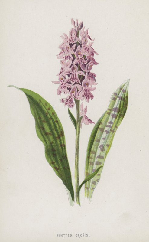 Spotted Orchis (chromolitho) av Frederick Edward Hulme
