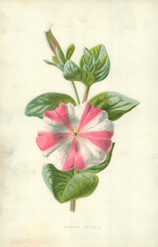 Stripete petunia av Frederick Edward Hulme