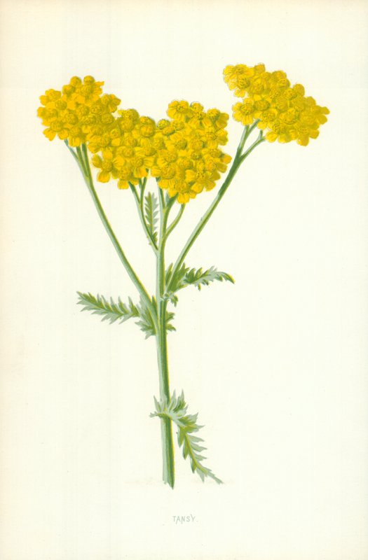 Tansy av Frederick Edward Hulme