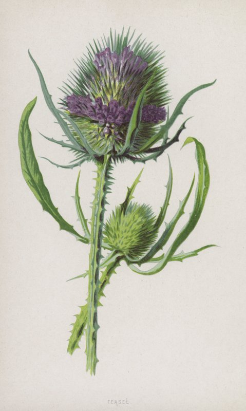 Teasel (chromolitho) av Frederick Edward Hulme
