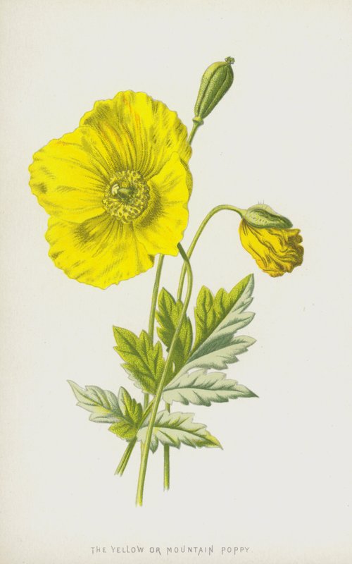 Den gule eller fjellvalmuen (chromolitho) av Frederick Edward Hulme