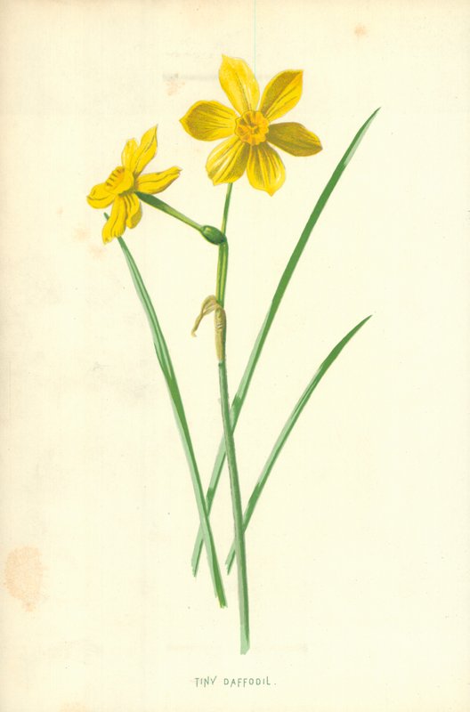 Liten påskelilje av Frederick Edward Hulme