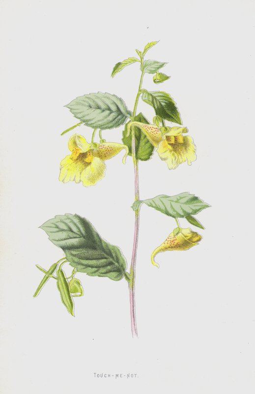 Touch-Me-Not (chromolitho) av Frederick Edward Hulme