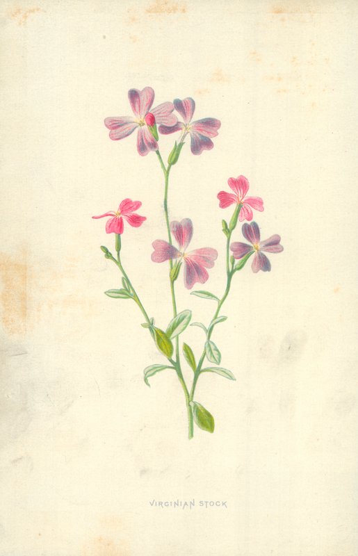 Virginian aksje av Frederick Edward Hulme