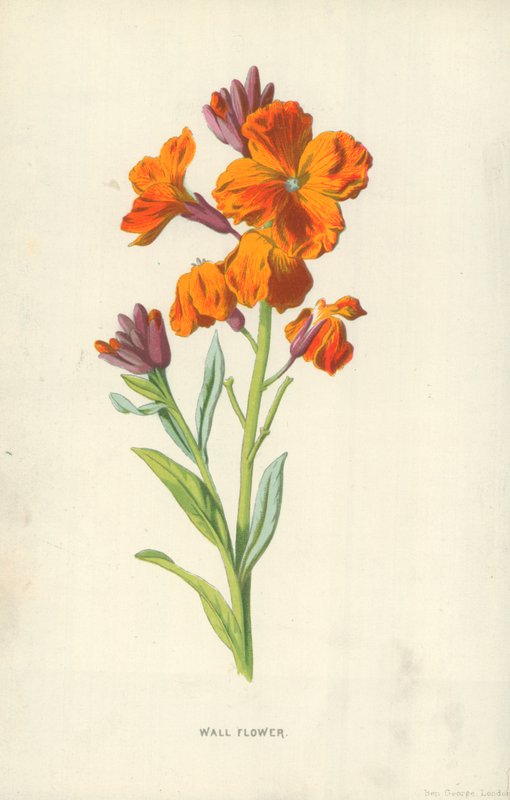 Vegg blomst av Frederick Edward Hulme
