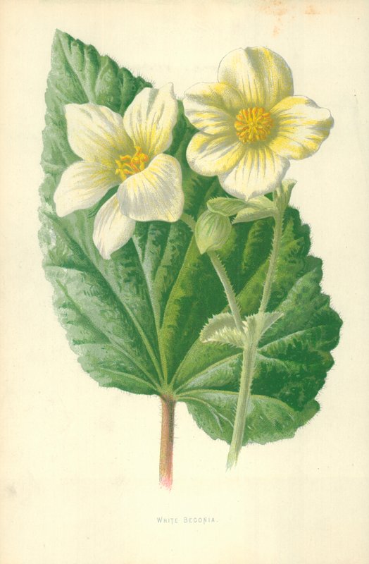 Hvit Begonia av Frederick Edward Hulme