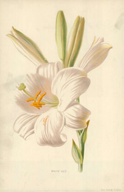 Hvit lilje av Frederick Edward Hulme
