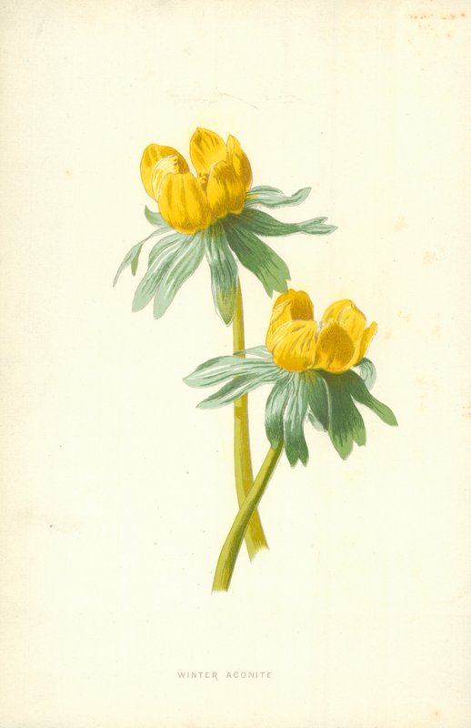 Vinterakonitt av Frederick Edward Hulme