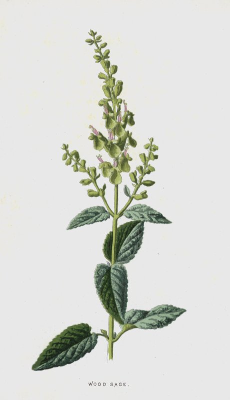 Wood Sage (chromolitho) av Frederick Edward Hulme